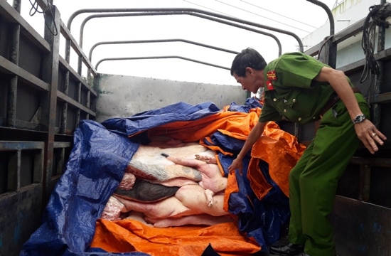 Bình Định: Ngăn chặn kịp thời 1,3 tấn thịt bốc mùi hôi thối chuẩn bị tiêu thụ
